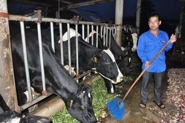 “Triệu phú” bò sữa xứ rau lập nghiệp từ hai bàn tay trắng