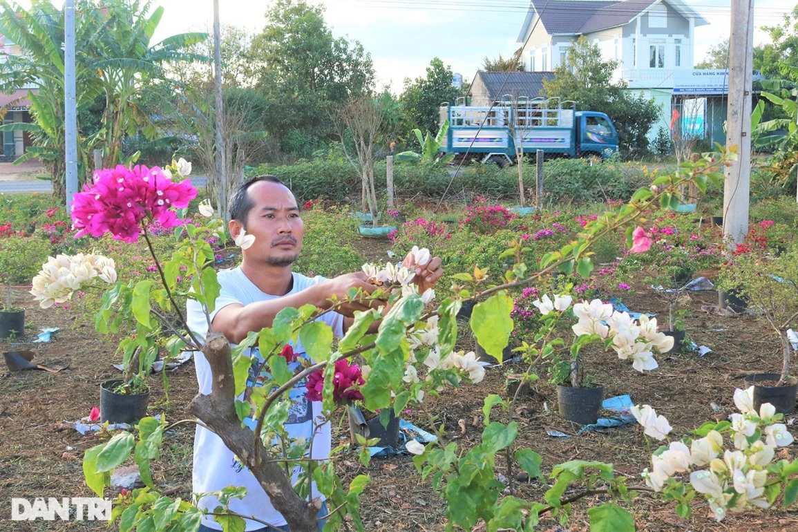 Trồng hồng thất bại, cử nhân chọn giống hoa nở quanh năm để bán Tết - 3 Trồng hồng thất bại, cử nhân chọn giống hoa nở quanh năm để bán Tết - 3