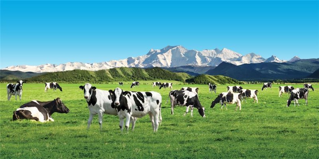 Meadow Fresh - Dòng sữa giữ trọn tinh túy từ sữa tươi New Zealand - 3 Meadow Fresh - Dòng sữa giữ trọn tinh túy từ sữa tươi New Zealand - 3
