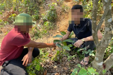 Bạch hải đường "vỡ bong bóng": Giá tụt sâu, rẻ như cho vẫn… ế?