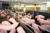 Cục Chăn nuôi đề xuất cấm chất tạo nạc Cysteamine