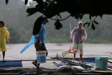 Dân nuôi cá lồng bè thiệt hại nặng do xả lũ không báo trước?