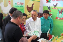 Chuyên gia hiến kế đưa gà ta "xuất ngoại"