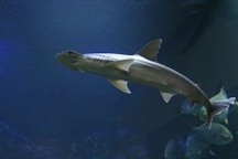 Giải mã bí ẩn cách cá mập dùng từ trường Trái đất để… dò đường