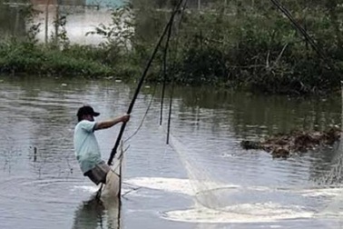 Mang lưới, vác nơm ra đồng "kiếm cơm" trong mùa lũ