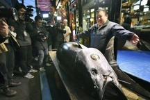 Kỷ lục cá ngừ Nhật Bản gần 300 kg giá 70 tỷ đồng