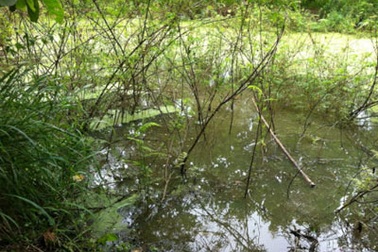 Màn kịch “siêu đẳng” của gã trai giết người tình, giấu xác dưới ao