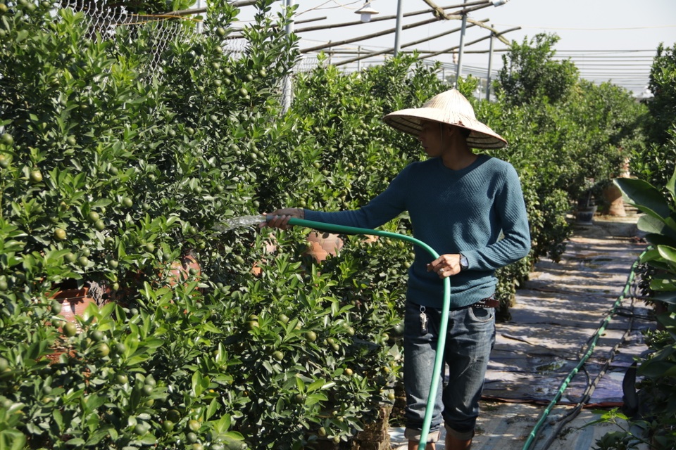 Hà Nội: Chuột vàng cõng quất cảnh giá bạc triệu chuẩn bị đón Tết - 4 Hà Nội: Chuột vàng cõng quất cảnh giá bạc triệu chuẩn bị đón Tết - 4