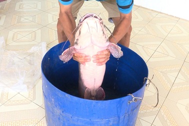 Nam thanh niên miền Tây bắt được cá trê khủng nặng gần 12kg