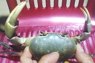 Phát hiện con còng “khổng lồ” bên bãi biển