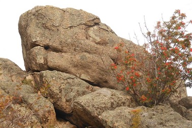 Kỳ bí tảng đá hình rồng ở Siberia