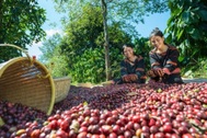 Giá nông sản hôm nay 14/9: Vì sao giá cà phê biến động mạnh?