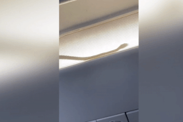 Sốc: Máy bay phải hạ cánh khẩn cấp vì có rắn trong khoang hành khách