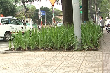 Phủ xanh lại những vỉa hè xuống cấp