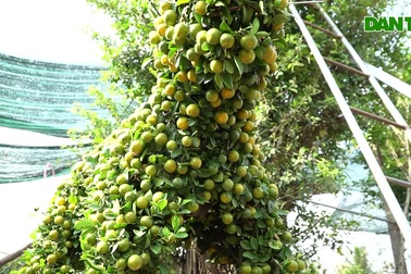 Nông dân "hô biến" quất cảnh thành linh vật chưng Tết