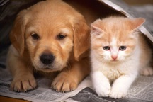 Chó, mèo có thể lây Covid-19 sang người không?