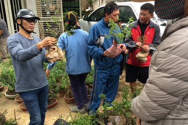 Để xe tràn đường, nhiều người hiếu kì tranh mua mai trắng