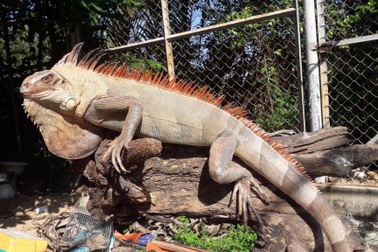 Thích nghề lạ chế tác mẫu vật, chàng đạo diễn nghỉ việc theo đuổi đam mê