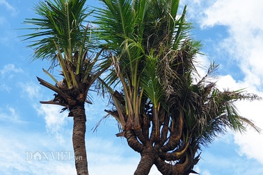 Độc nhất Cà Mau: Cây dừa 14 đọt cực lạ, trả 180 triệu đồng chưa bán