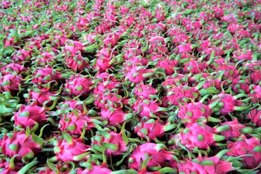 Thủ tướng chỉ đạo gỡ vướng cho thanh long, hồ tiêu xuất khẩu