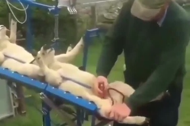 Cỗ máy đặc biệt giúp tiêm chủng cho cừu