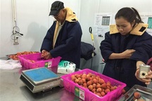 Vải "sạch" Lục Ngạn bán “hết veo” sau một ngày có mặt tại Mỹ