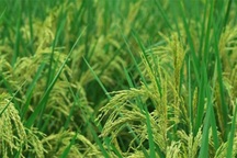 Giống lúa "khổng lồ" cao hơn 2m