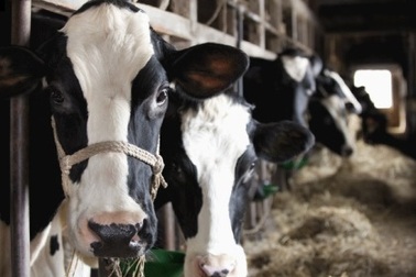 Máy bay buộc phải hạ cánh khẩn cấp vì 390 con bò