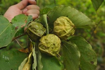 Nhặt loại quả rụng đầy trên rừng, bà con vùng cao kiếm bộn tiền