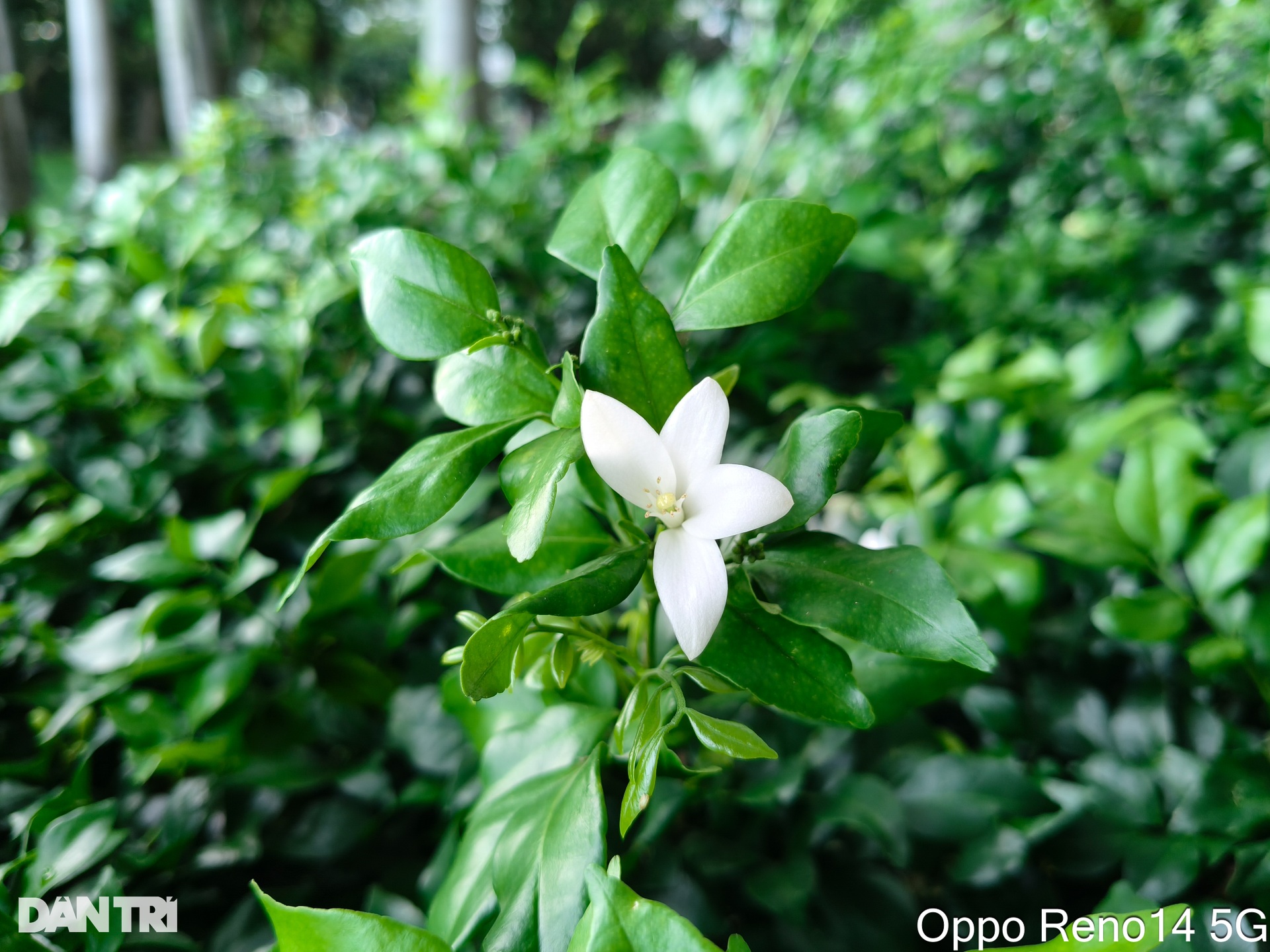 Oppo Reno14 5G đối đầu iPhone 16: Camera AI hay hệ sinh thái mạnh mẽ? - 16 Oppo Reno14 5G đối đầu iPhone 16: Camera AI hay hệ sinh thái mạnh mẽ? - 16