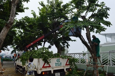Đà Nẵng gia cố khẩn cấp 10.000 cây xanh, đón đầu mùa bão