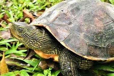 Người đàn ông gom mua 44 con rùa quý hiếm để thả về tự nhiên