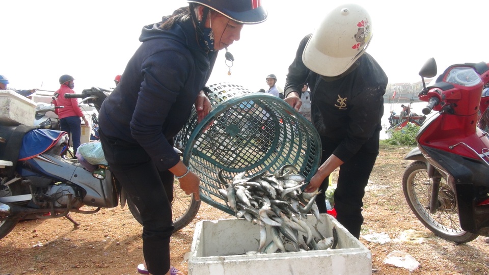 Ngư dân Quảng Bình trúng đậm cá trích ngày mở biển - 7 Ngư dân Quảng Bình trúng đậm cá trích ngày mở biển - 7