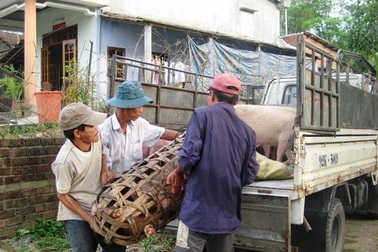 Vùng đệm dịch heo tai xanh được buôn bán thịt heo