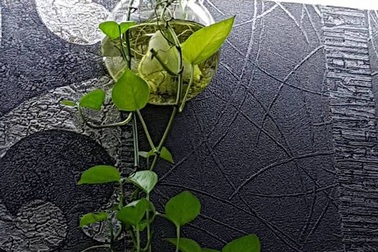 Những nơi trú ngụ ưa thích của muỗi vằn gây sốt xuất huyết