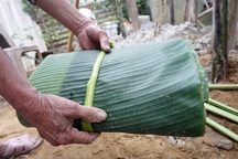 Giáp Tết, kiếm ngày nửa triệu đồng nhờ... cắt lá chuối