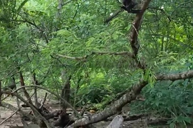 Kinh hãi khoảnh khắc rồng Komodo bật nhảy cao 2 mét, nuốt sống dơi trên cây