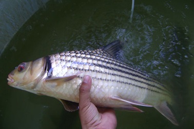 Giải cứu loài cá bí ẩn trên dòng Mê Kông