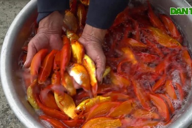 Cất mẻ lưới cuối năm, kiếm trăm triệu đồng dịp Tết ông Công ông Táo