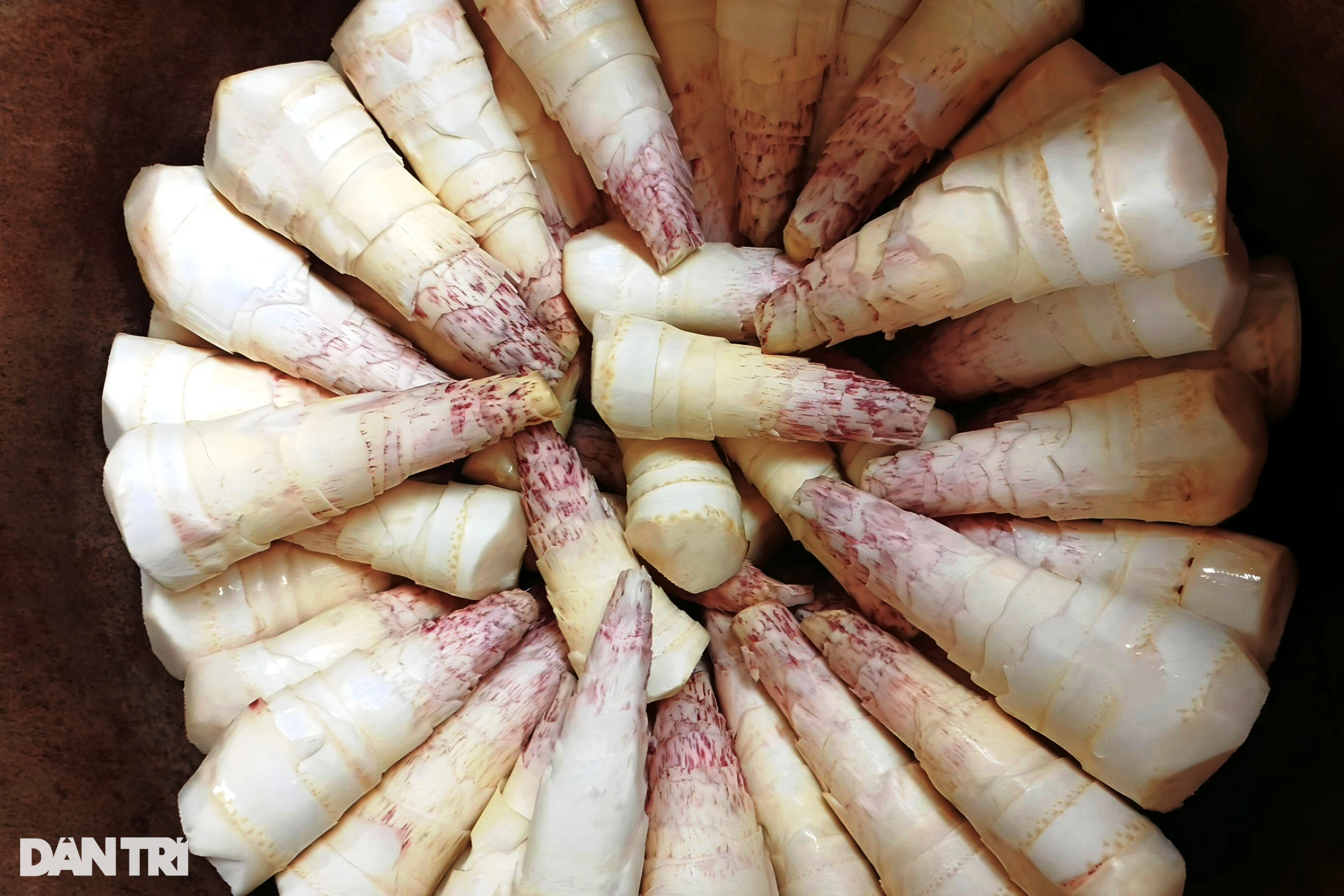 រដូវបរបាញ់សត្វក្តាន់ កសិករដាក់ហោប៉ៅរាប់លានដុងក្នុងមួយថ្ងៃ - ២ Mùa săn lộc rừng, nông dân bỏ túi cả triệu đồng mỗi ngày - 2