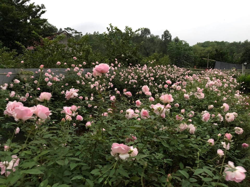 Mê mẩn vườn bạt ngàn hoa hồng của gia đình ở ngoại thành Hà Nội - 9