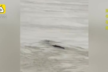 Sự thật về “thủy quái” trên sông Trường Giang khiến nhiều người “ngã ngửa”