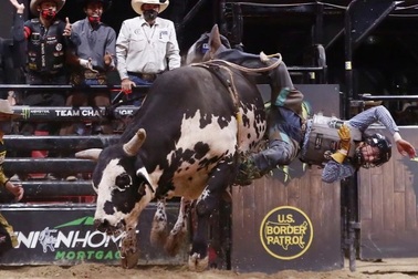 Kinh hoàng vận động viên bị bò giẫm chết ngay giữa buổi biểu diễn