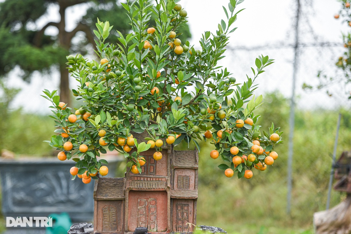 Lạ lùng quất bonsai trồng trong nhà rông, nhà phố cổ Hà Nội - 8 Lạ lùng quất bonsai trồng trong nhà rông, nhà phố cổ Hà Nội - 8