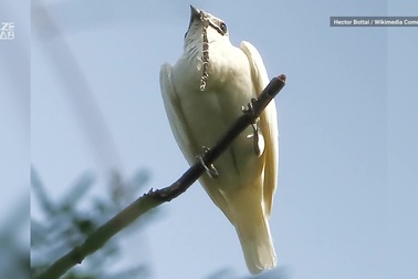 Loài chim “ồn ào” nhất thế giới: Tiếng kêu lớn hơn nhạc Rock, gây hại cho tai người