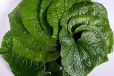 Lá lốt trị nhiều chứng bệnh 