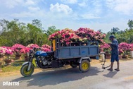 Nghe tin đồn, người dân ùn ùn xin giấy xác nhận nguồn hoa, cây cảnh bán Tết