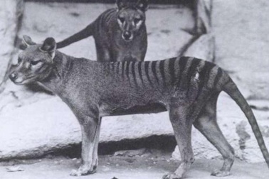 Những hình ảnh cực hiếm cuối cùng của hổ Tasmania