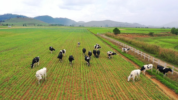 Đàn bò 8.000 con đầu tiên tại tổ hợp trang trại của Vinamilk tại Lào sẽ cho sữa vào đầu năm 2022 - Ảnh 4.