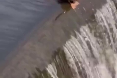 Vịt mẹ lao xuống đập nước chảy xiết để cứu con